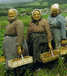 Ladies in the fields